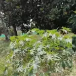 10 Guntas Agricultural Land for Sale in Devanahalli, Bangalore