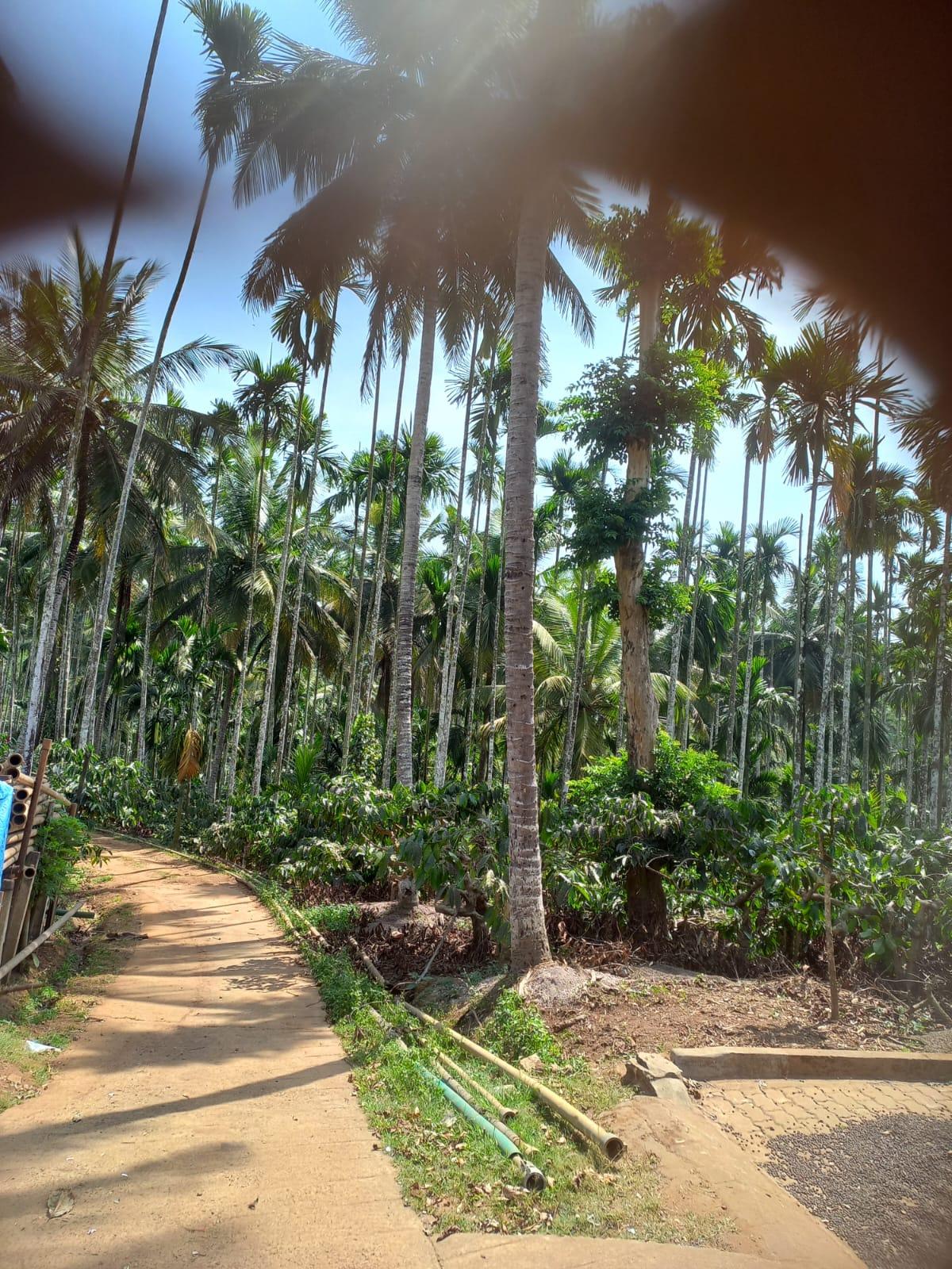73 Acres of Land For Sale in Gonikoppa,Kodagu