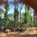 73 Acres of Land For Sale in Gonikoppa,Kodagu