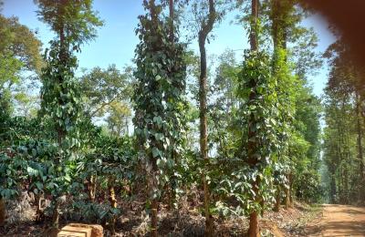 73 Acres of Land For Sale in Gonikoppa,Kodagu