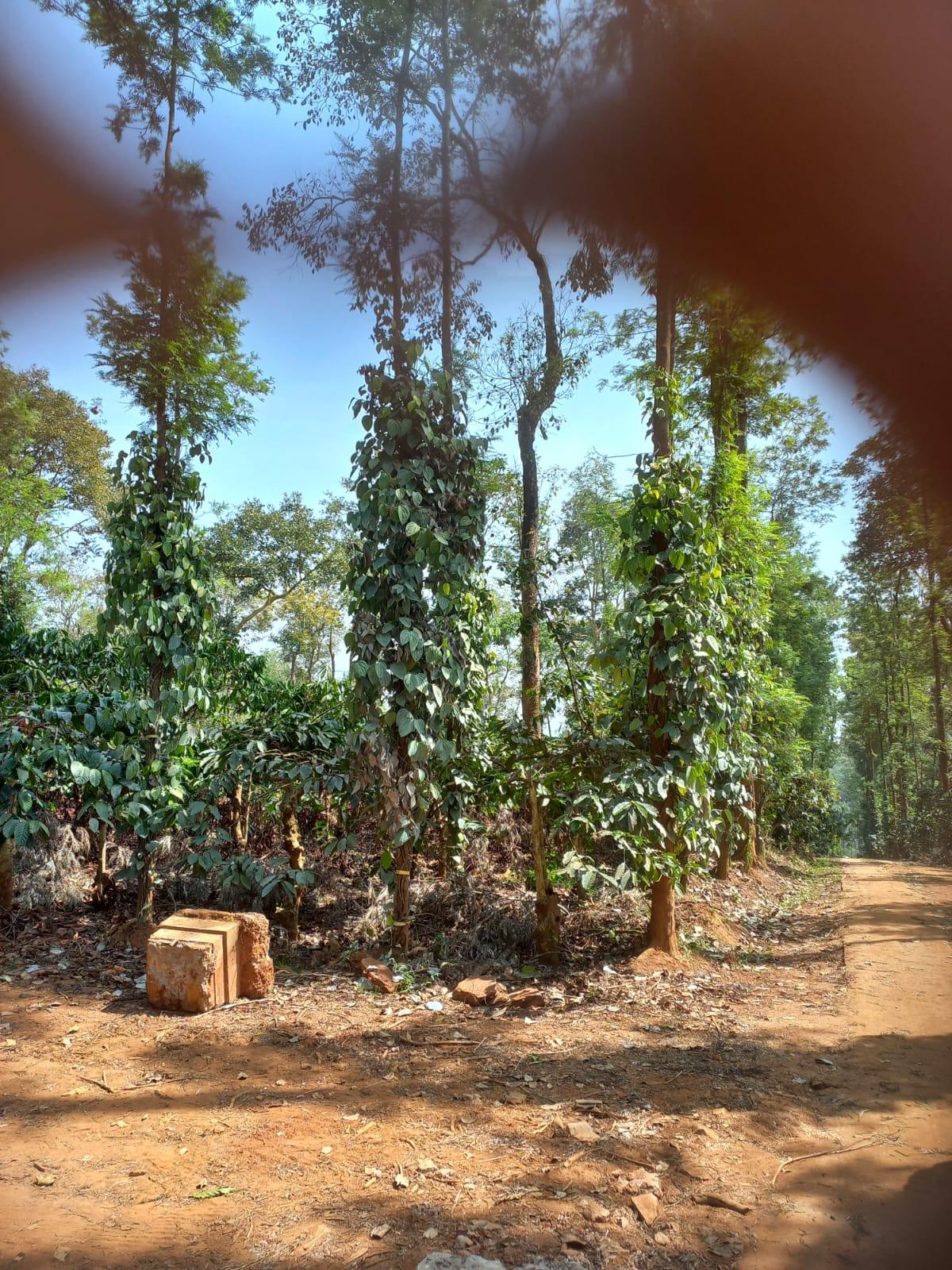 73 Acres of Land For Sale in Gonikoppa,Kodagu