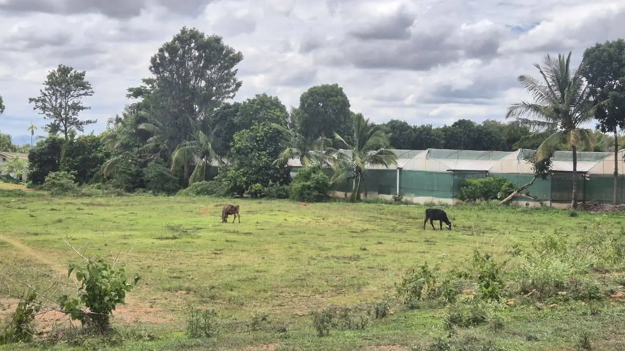 1 Acre Agricultural Land for Sale in Sakkaregollahalli, Doddabelavangala