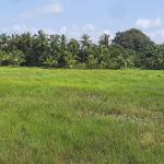 Agriculture Land For Sale in Chikkamagaluru Aithikaribettu