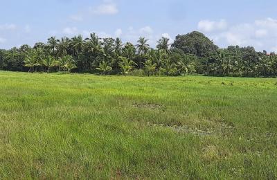 Agriculture Land For Sale in Chikkamagaluru Aithikaribettu
