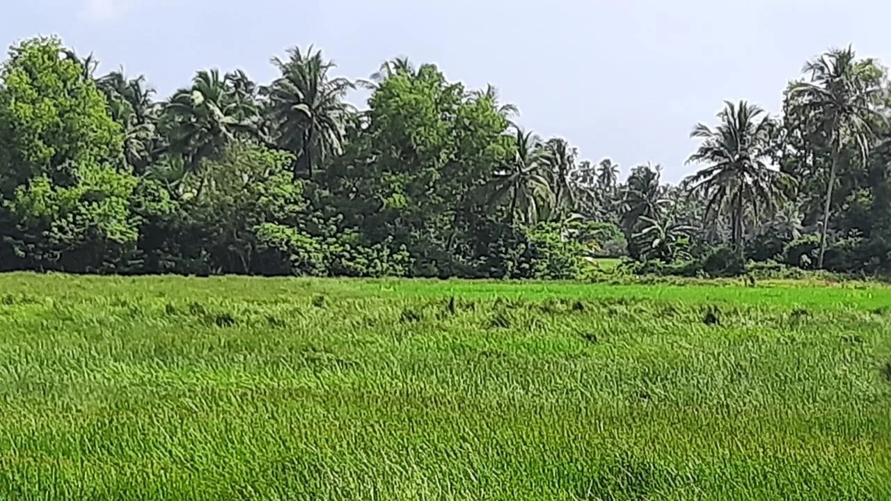 Agriculture Land For Sale in Chikkamagaluru Aithikaribettu