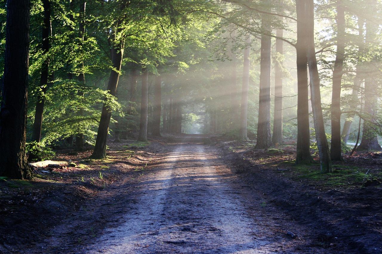 Role of Karnataka Forest Department in Real Estate Development