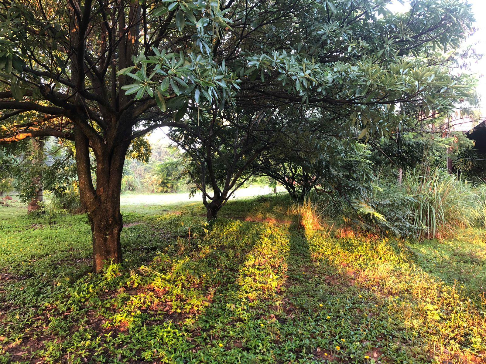 Sadashivanagara Farm House