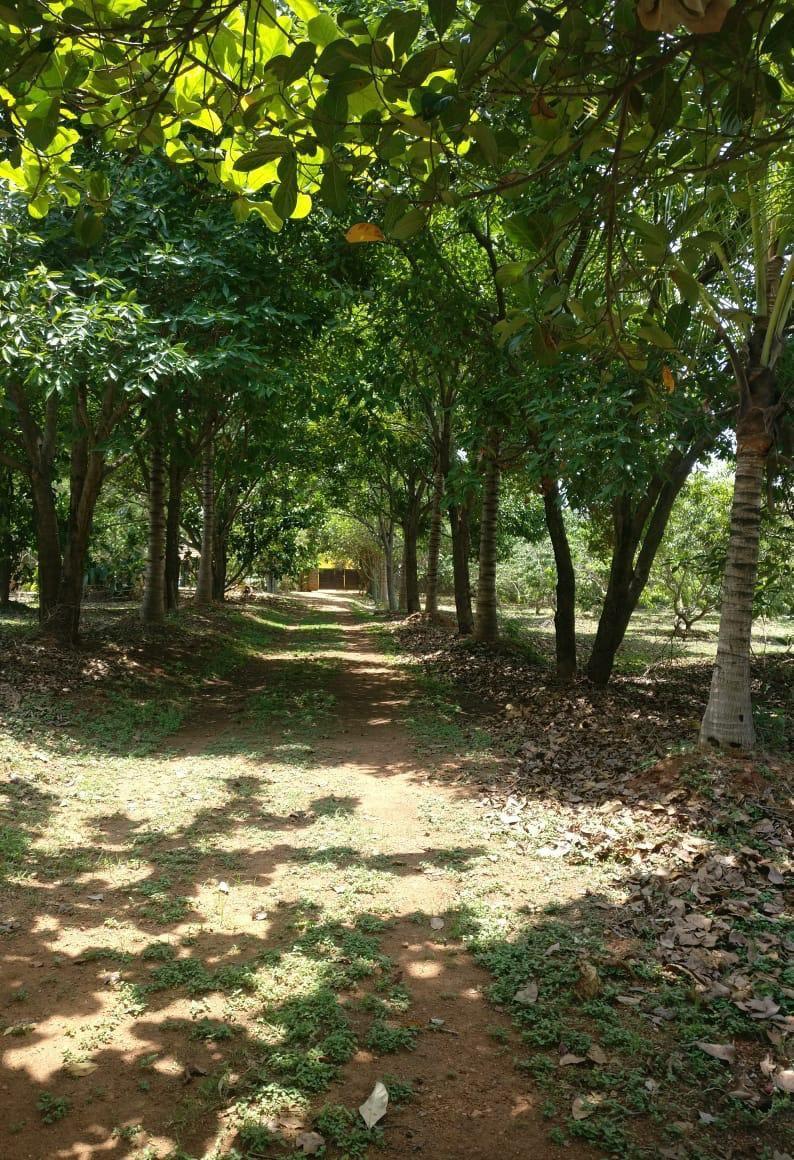 Sadashivanagara Farm House