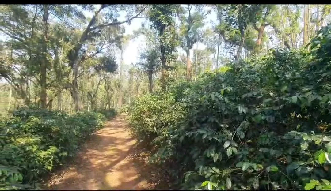 Land for Sale in Chikmagalur