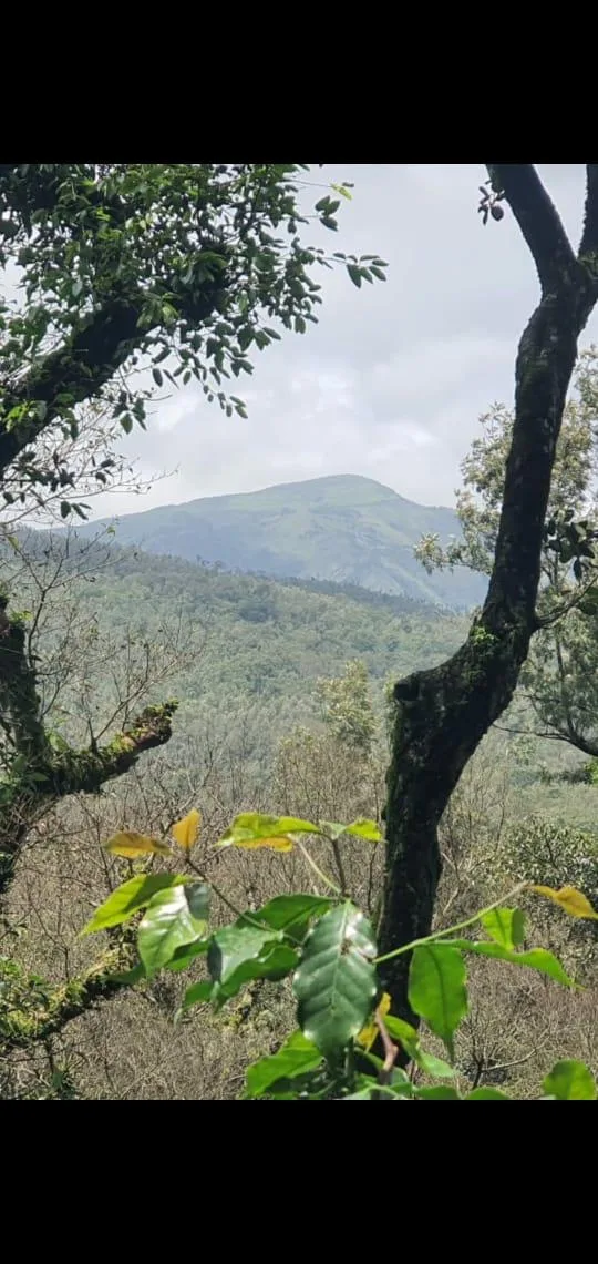 Land for Sale in Chikmagalur