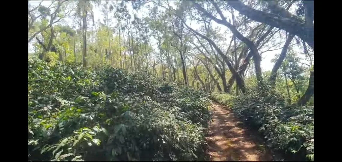 Land for Sale in Chikmagalur