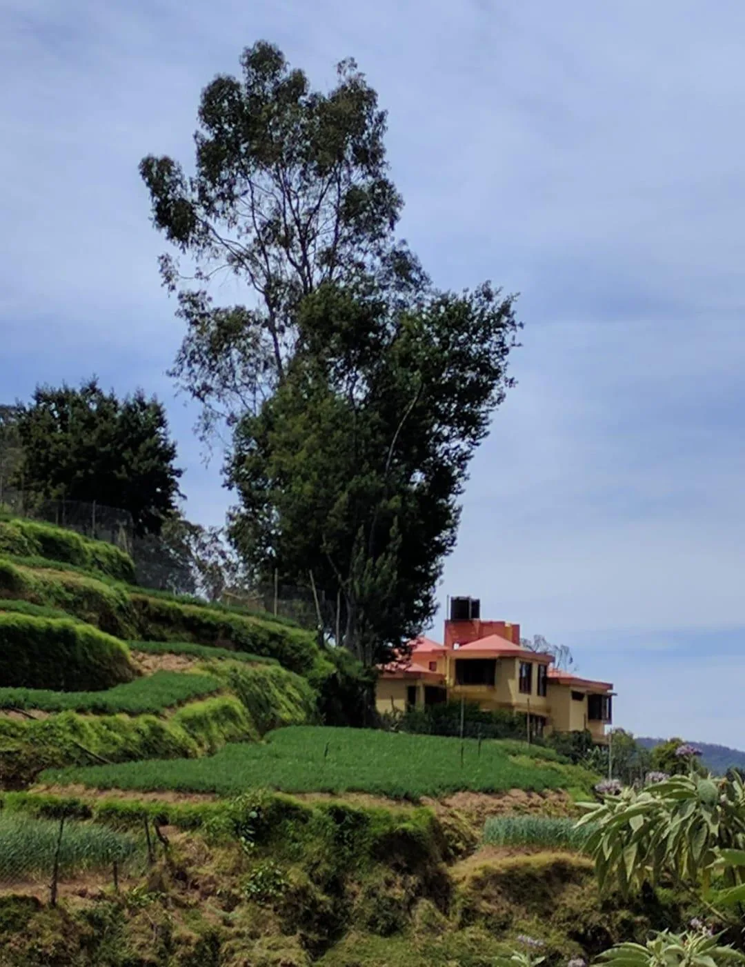 7 BHK Villa for Sale in Ooty