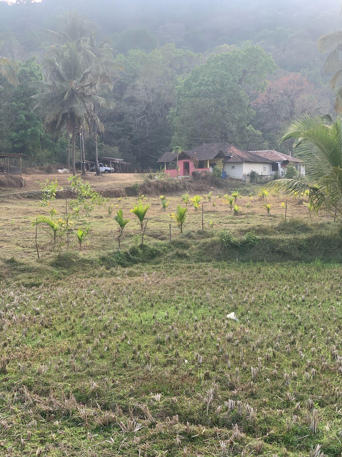 Farm House & Agricultural Land for Sale Mavinakoppa, Hosanagara