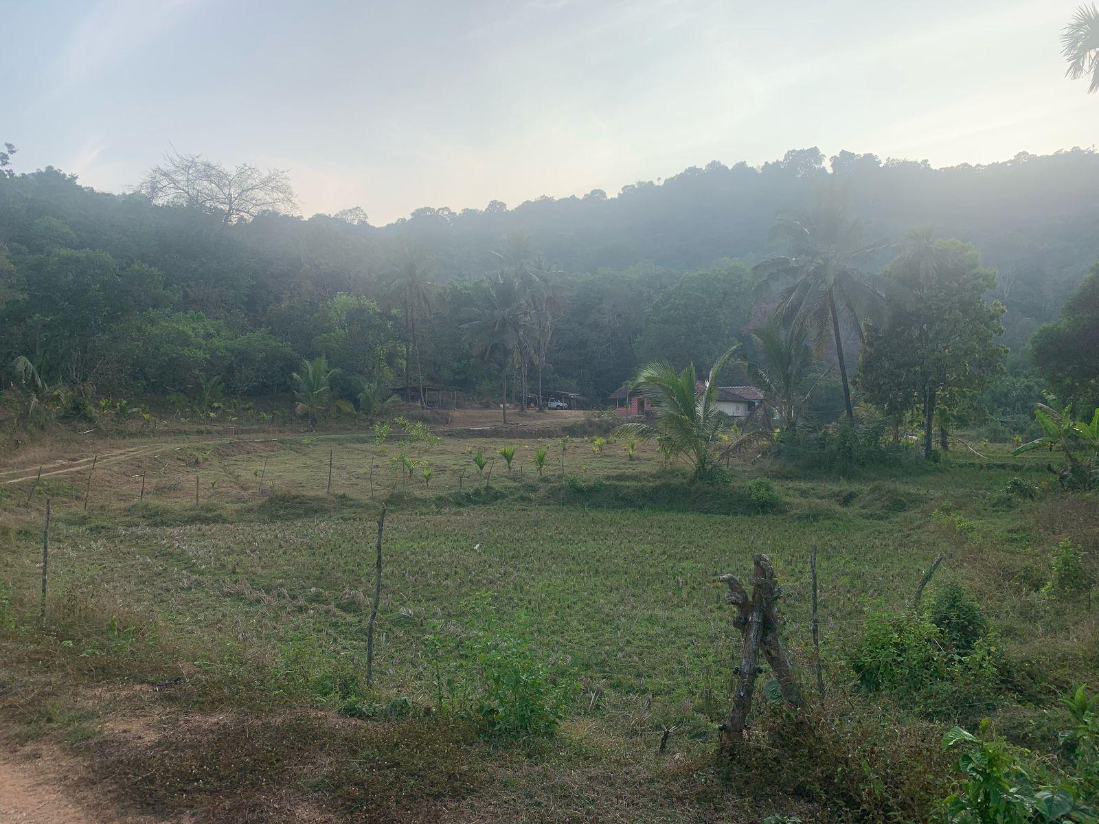 Farm House & Agricultural Land for Sale Mavinakoppa, Hosanagara