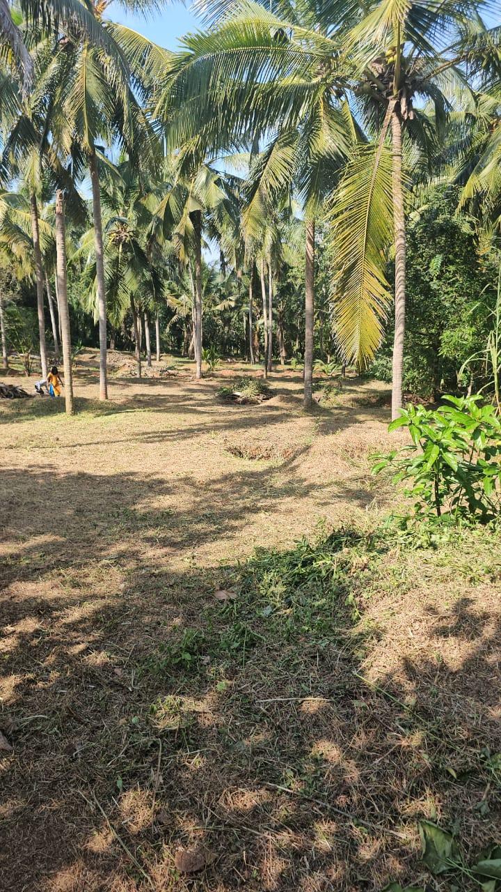 House Plot for Sale in Perumbala, Kerala