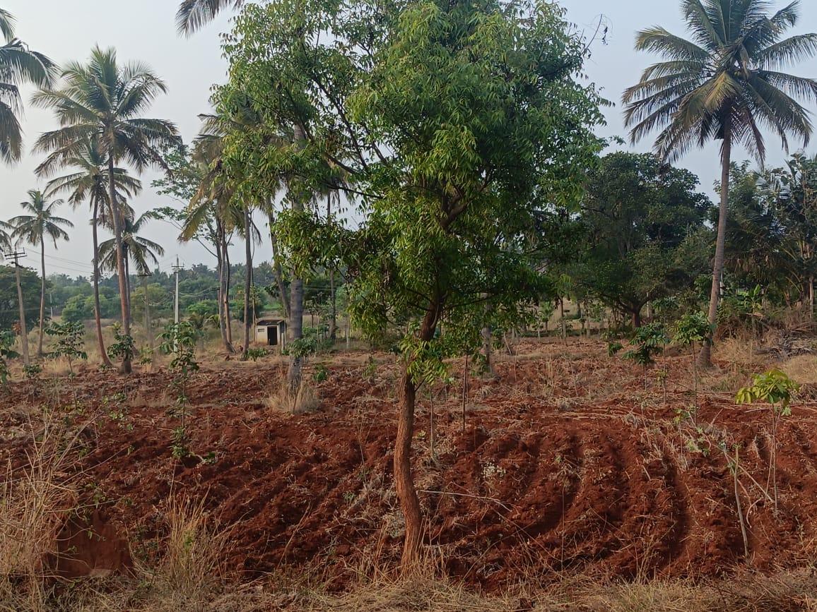 Agricultural Land for Sale in Harohalli, Bangalore