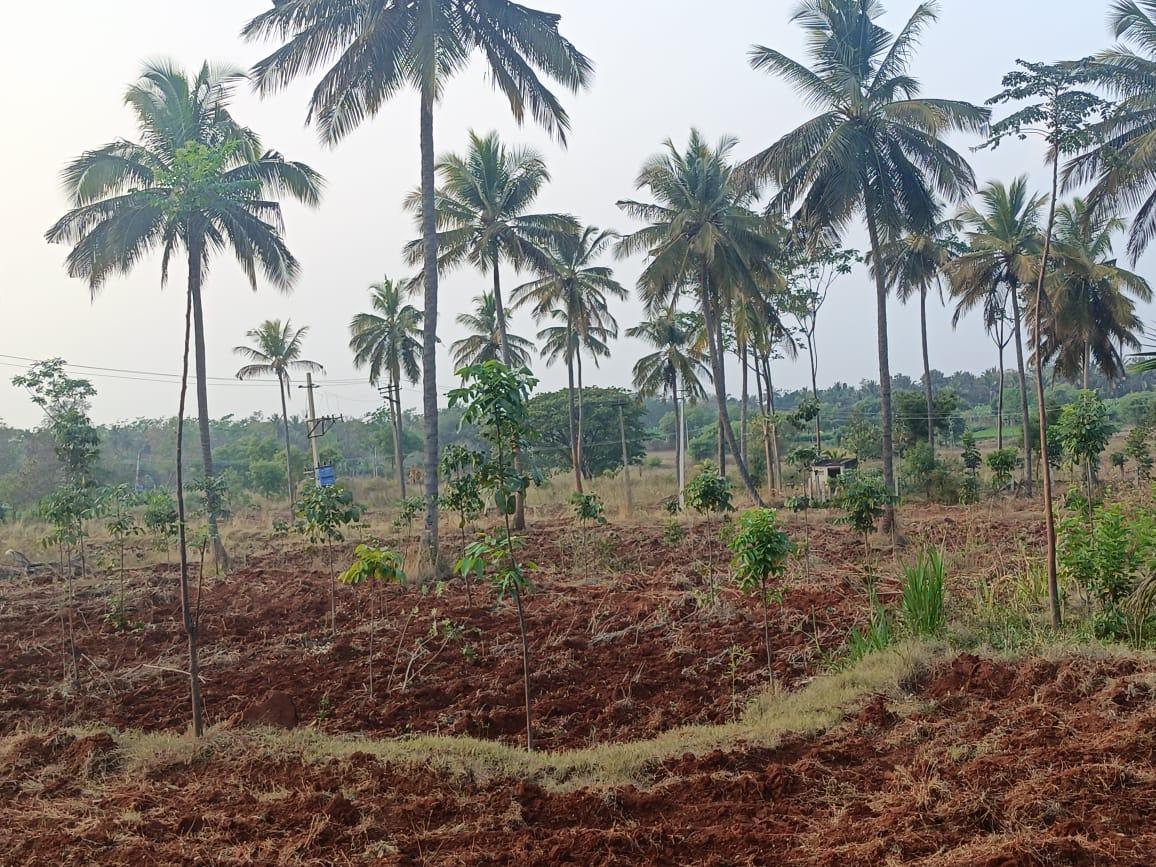 Agricultural Land for Sale in Harohalli, Bangalore