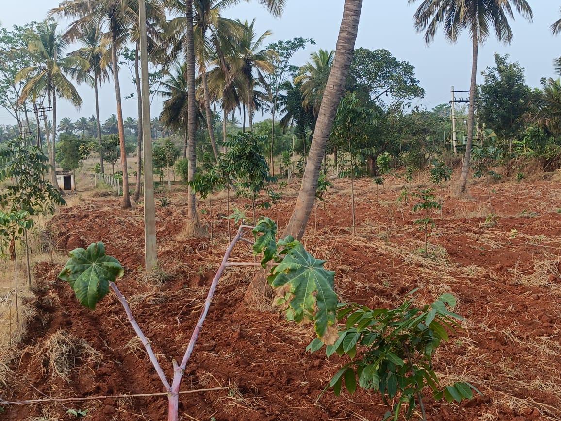 Agricultural Land for Sale in Harohalli, Bangalore