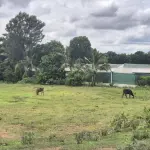 1 Acre Agricultural Land for Sale in Sakkaregollahalli, Doddabelavangala