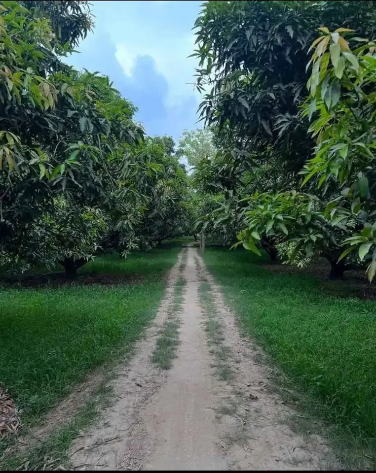 Luxury 3 BHK Duplex Farmhouse on 4.21 Acres Near Bannerghatta Road