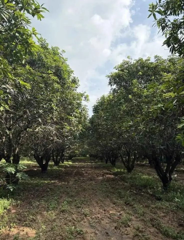 Luxury 3 BHK Duplex Farmhouse on 4.21 Acres Near Bannerghatta Road