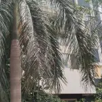 2 BHK Flat for Sale in Creative Elegance, Near Manyata Tech Park