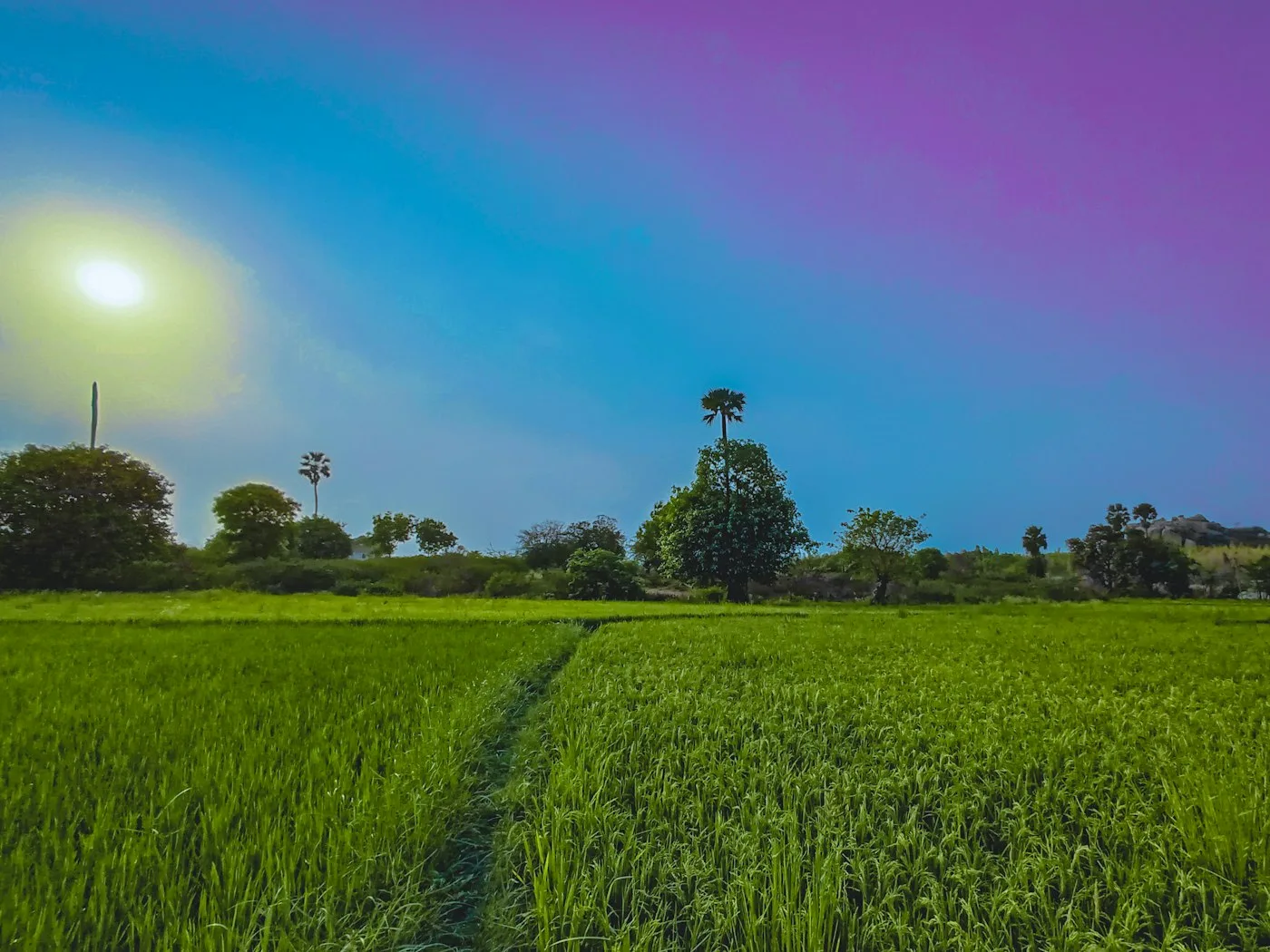 Green field with a trail through the middle
