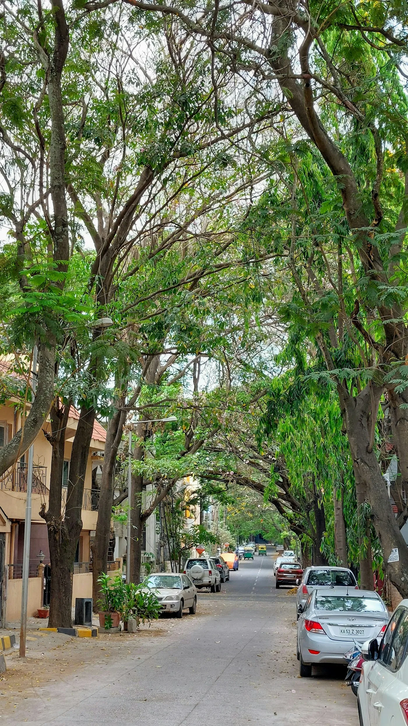 Street with trees along the side