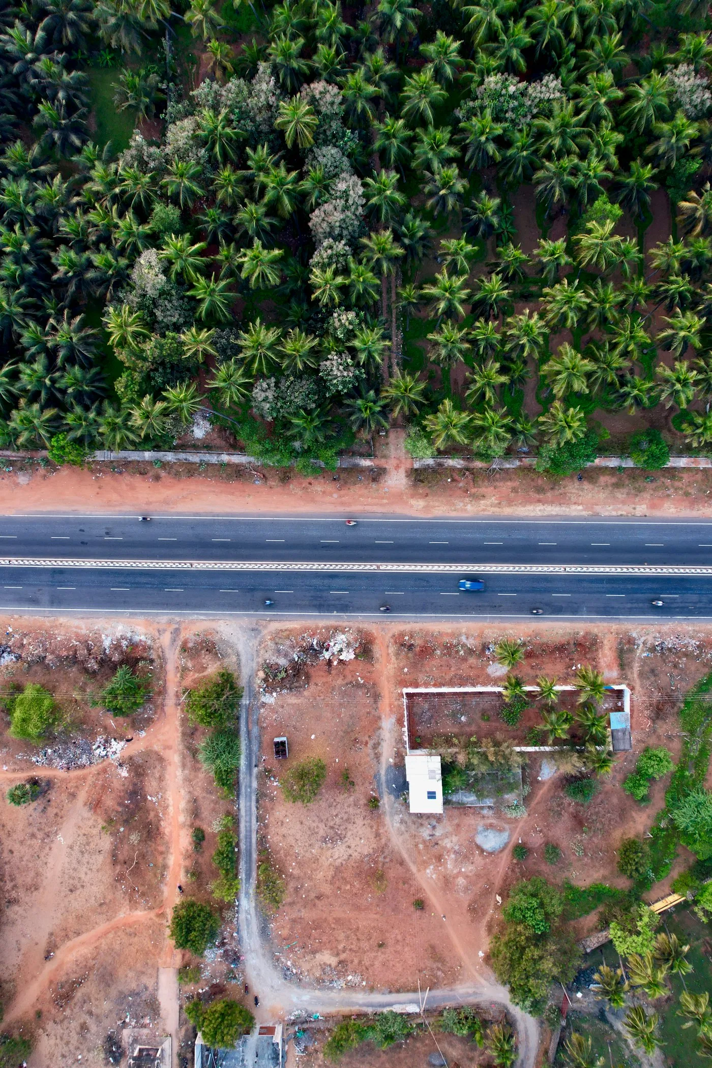 Aerial view of a palm-lined road