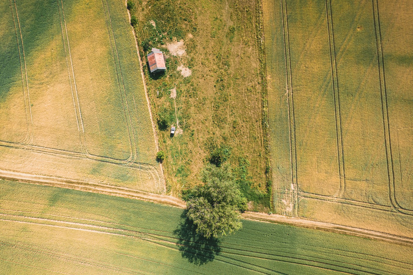 A tree in a field representing Devanahalli as a top plot investment destination in Bangalore