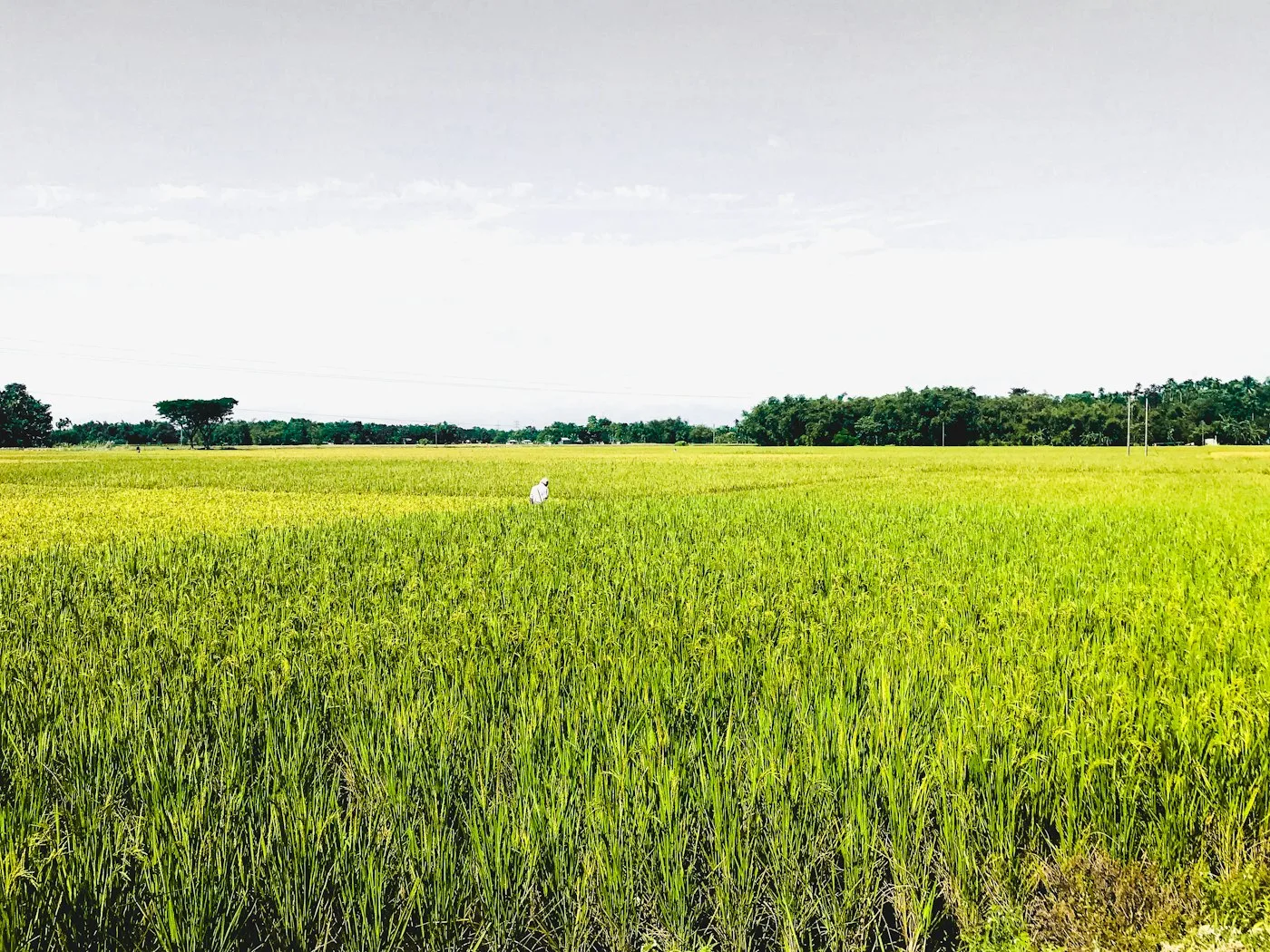 Green grass field under white clouds