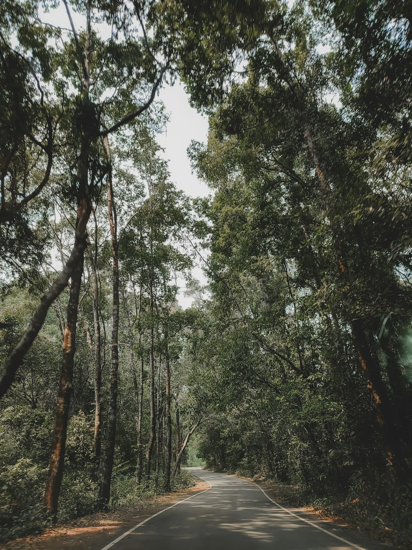 Road with trees on both sides
