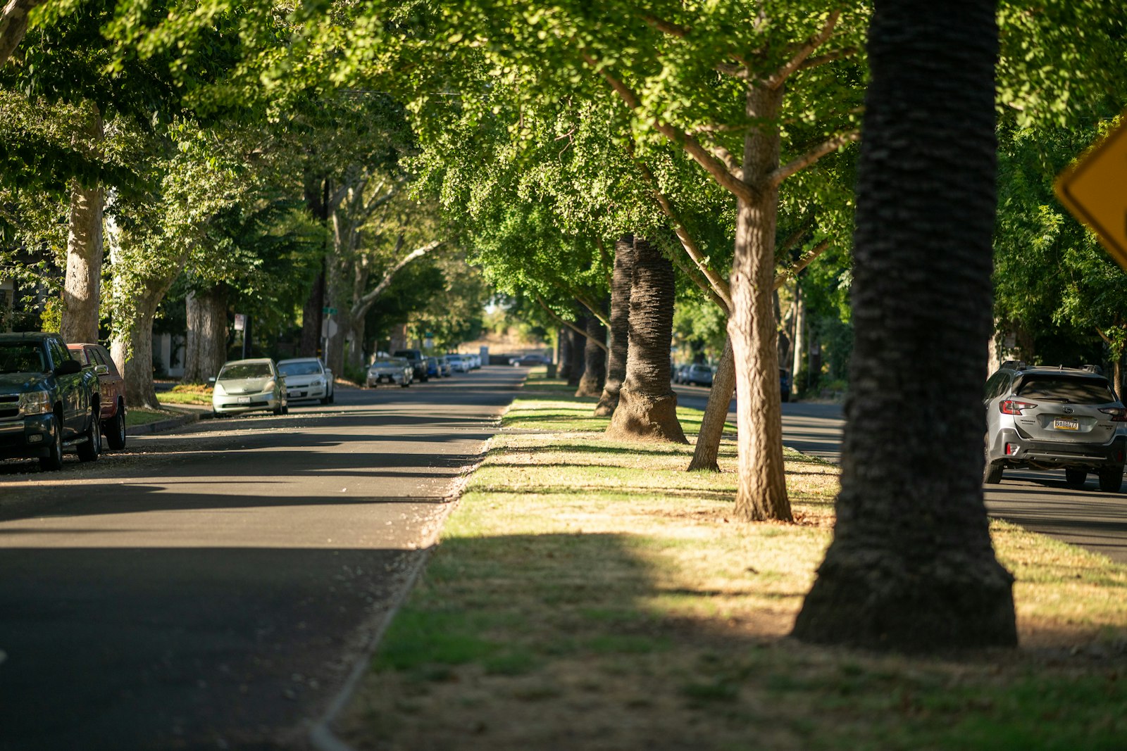 Tree-lined residential street representing RT Nagar Bangalore