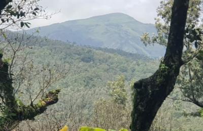 Land for Sale in Chikmagalur